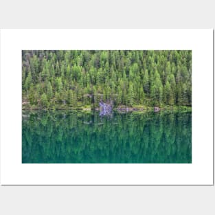 Trees at Lake Braies Posters and Art